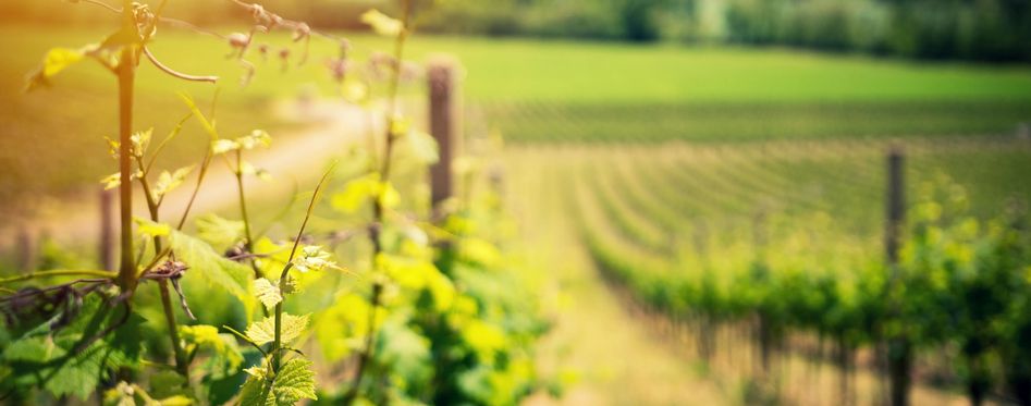 slider image slider_item_9w7MHY