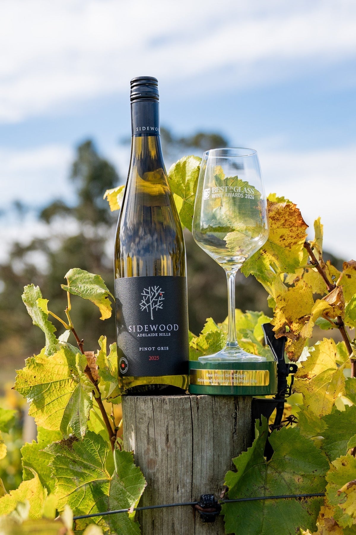 Sidewood Estate 2025 Pinot Gris named winner in Dan Murphy's Best in Glass Awards